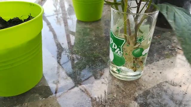 Пепино с семян уже цветет смотреть онлайн