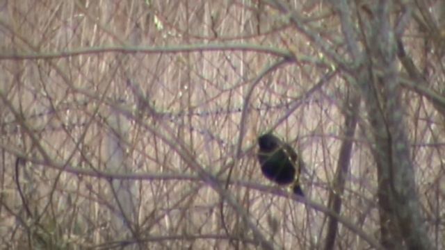 Деревенские зарисовки. смотреть онлайн