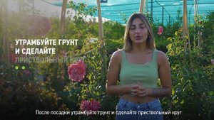 Как посадить розы? Как правильно посадить розы на садовом участке?