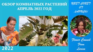 ОБЗОР КОМНАТНЫХ РАСТЕНИЙ АПРЕЛЬ 2022