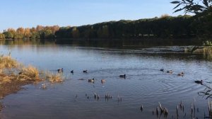 Пруд в Костино - город Киров.