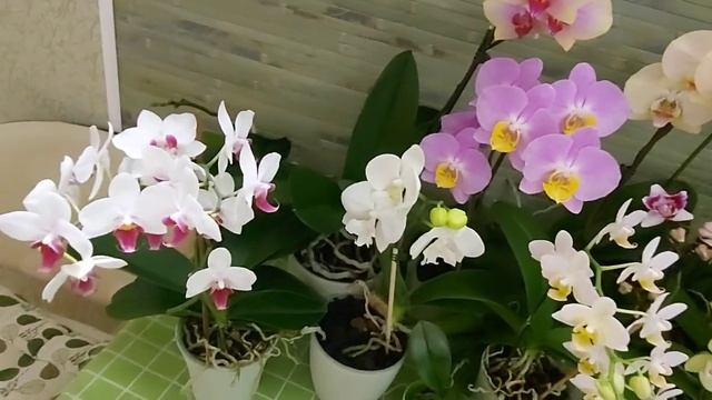 Ночной полив?От этого никуда не деться орхоману? Что делать? смотреть онлайн