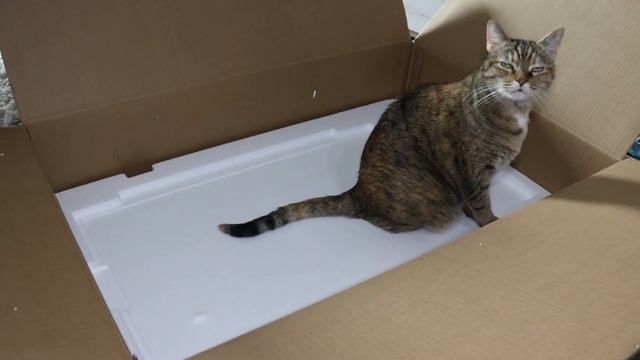 Unboxing Monitor LG 27GR95QE смотреть онлайн