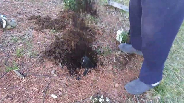 Candy tuft смотреть онлайн