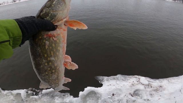Нижняя Москва река. Рыбная. 23.01.2024