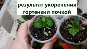 Результат по укоренению гортензии почкой и не только. Развитие лаванда из макушечного черенка.