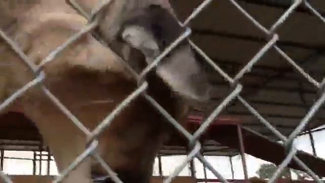 И все таки это кошка, хоть и большая смотреть онлайн