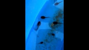 икра головастики лягушки (Проектная деятельность)