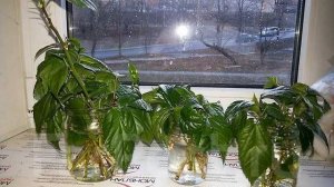 Выращивание плетистых роз на Урале
