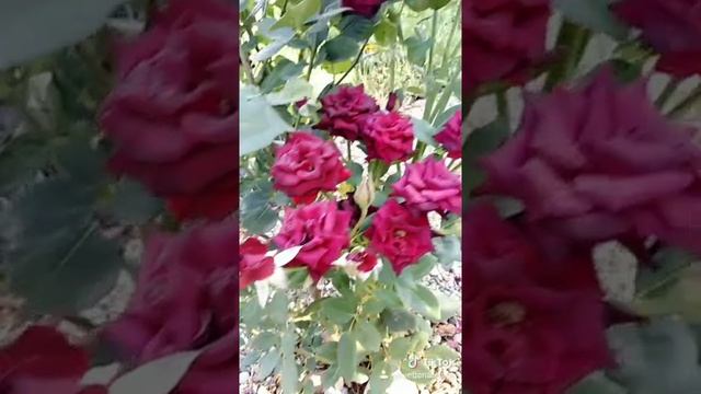 Роза Блэк Баккара, Black Bakkara rose, роза  Black Bakkara. Есть излишки