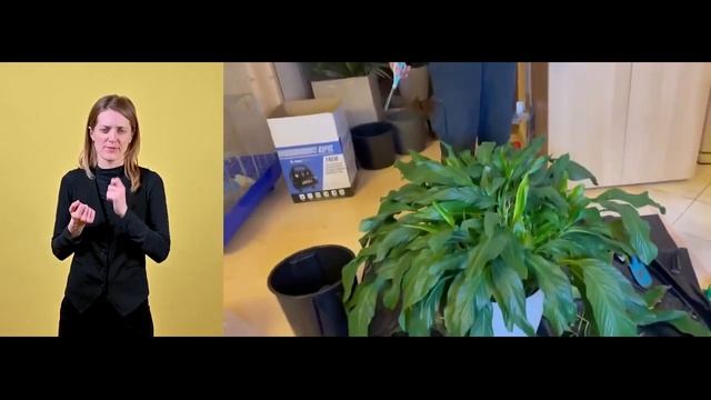 Пересадка спатифиллума { СУРДОПЕРЕВОД } Услуга пересадки растений | Что творится внутри Лечузы смотреть онлайн