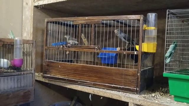 Спаривание канареек смотреть онлайн