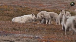 Лучшие охотники тайги | животные тайги