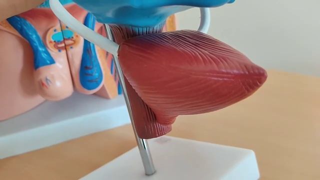 Ureter. Vesica urinaria. Siydik yoʻli va Siydik pufagi.(Qovuq) Сийдик йули ва Сийдик пуфаги. (Ковук