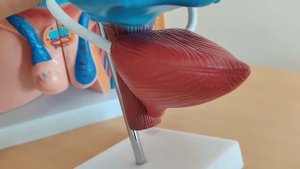 Ureter. Vesica urinaria. Siydik yoʻli va Siydik pufagi.(Qovuq) Сийдик йули ва Сийдик пуфаги. (Ковук