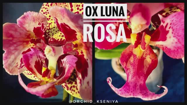 Phal. OX Luna Rosa ?? Первое цветение азиатской орхидеи Луна Роза |Фаленопсис трилипс |Обзор сорта