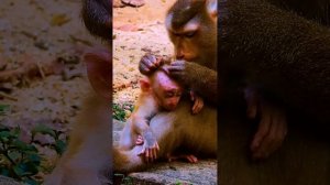 Monkey Libby l.oves to deep groom to baby LEO