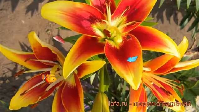 Лилия оа-гибрид Кавери (lilium oa-hybrid koveri) ? Кавери обзор: как сажать, луковицы лилии Кавери смотреть онлайн