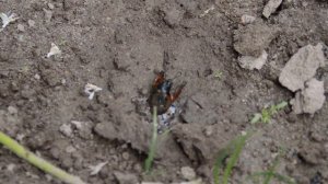 How to catch mole cricket insect? Как поймать? Обыкновенная медведка