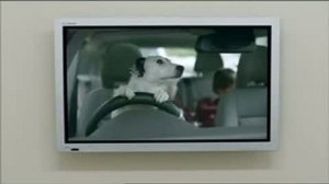 собака-друг ЧЕЛОВЕКА