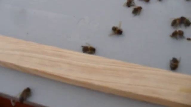 Зимовка пчёл на улице. Промежуточный этап. Результаты. смотреть онлайн