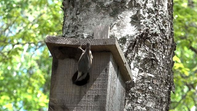 Обыкновенный поползень хороший строитель поползень кормит птенцов смотреть онлайн
