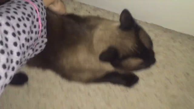 Пушистое настроение ... =^..^= СИАМСКИЕ КОШКИ