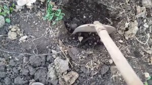 посадка арбузов привитый на лагенарию
