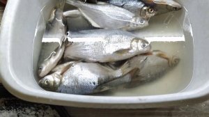 Сушилка для рыбы, как я солю рыбу... и всё это под пение соловья