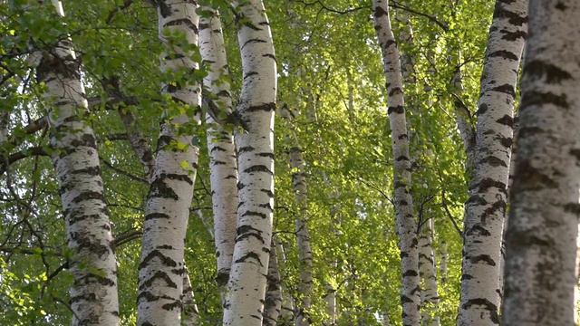 Утро в березовой роще смотреть онлайн