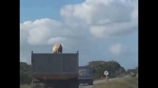 СВИНЬИ КАК БИЗНЕС МЕГА УГАР