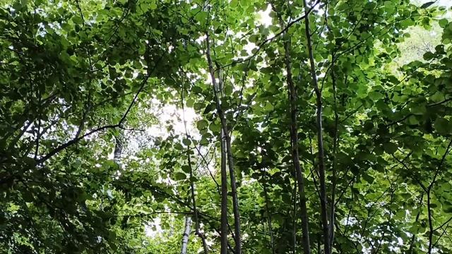 ЛИСИЧКИ ПОШЛИ ПОСЛЕ ДОЖДЯ НАРОД НЕ СПИТ!!!  #грибы #лисички смотреть онлайн