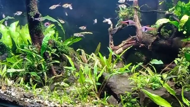 60 cm low tech planted tank harlequin rasbora and hengeli rasbora смотреть онлайн