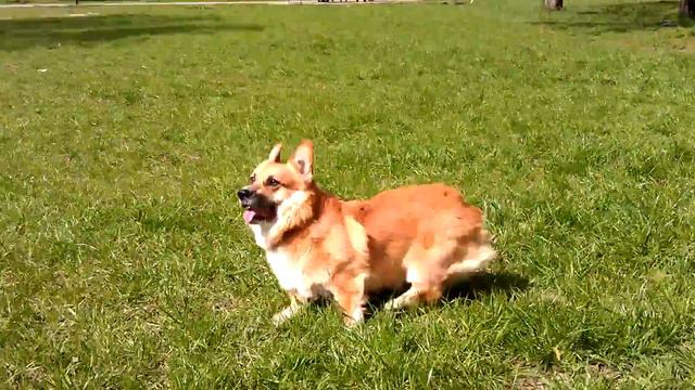 Мой милый Чарлуша)))порода вельш корги пемброк смотреть онлайн
