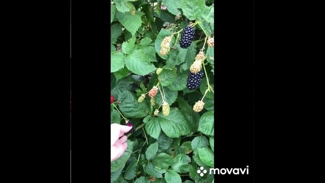 Ежевика без шипов,очень крупная