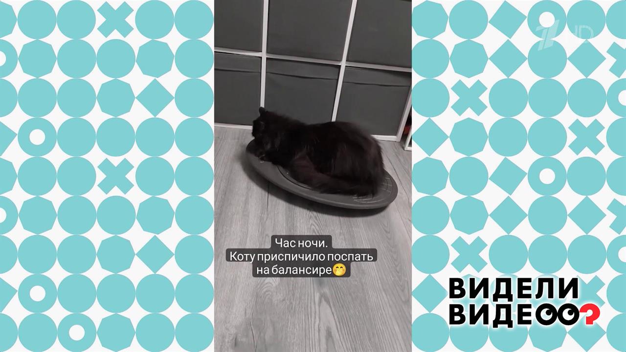 Кот ищет баланс сна. Видели видео? Фрагмент выпуска от 24.09.2023