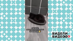 Кот ищет баланс сна. Видели видео? Фрагмент выпуска от 24.09.2023