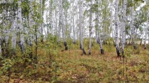 Встретил непонятное существо, в лесу ...