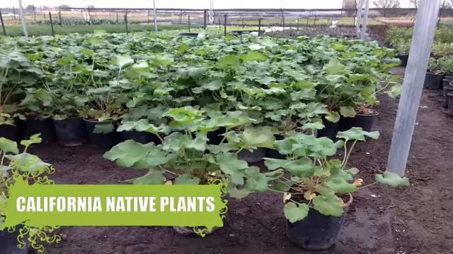 Ceanothus Wholesale смотреть онлайн