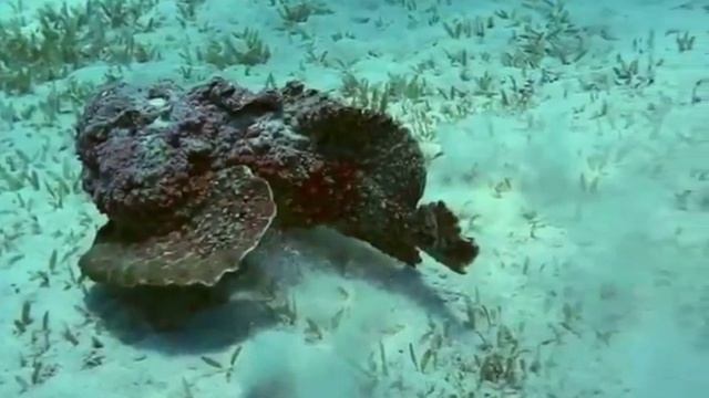 РЫБА КАМЕНЬ САМАЯ ОПАСНАЯ И ЯДОВИТАЯ РЫБА В МИРЕ смотреть онлайн