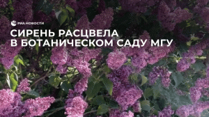 Сирень расцвела в Ботаническом саду МГУ