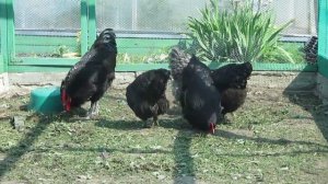 Джерсийский гигант порода кур в хозяйстве EcoFerma73.ru