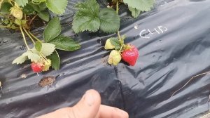 Сирия клубника, самый необычный и один из вкуснейшие сортов