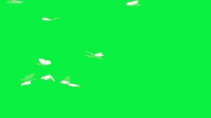 Футаж белые бабочки