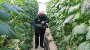 Астраханские осуждённые выращивают огурцы в теплицах