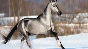 Слышишь - мчатся сани Песня на стихи Сергея Есенина