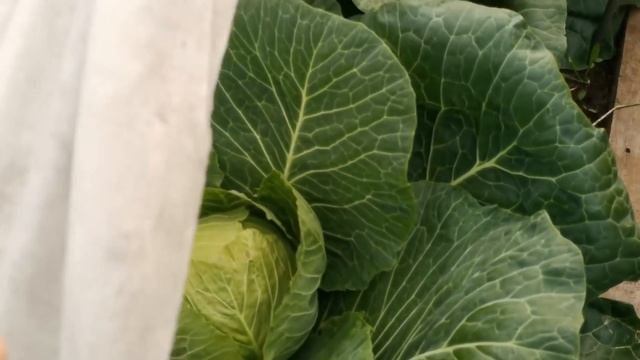 Огород ???на северной даче. смотреть онлайн