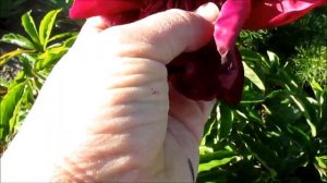 Hot Chocolat . Хот Чоколіт.  Піон з японською формою квітки.