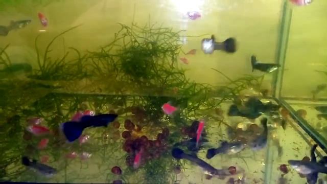 Гуппи породы Черно-синяя московская. Чистая линия. смотреть онлайн