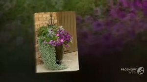 Calibrachoa - garden plants